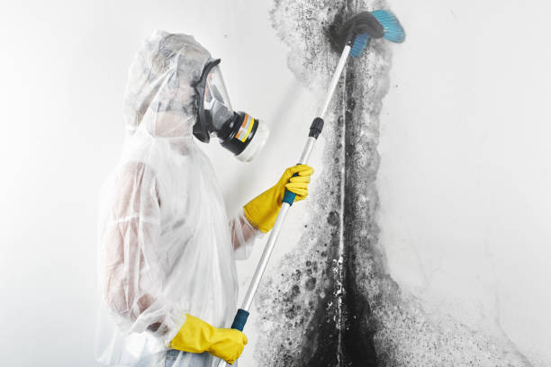 Best Water Damage & Mold Remediation  in Patterson, LA
