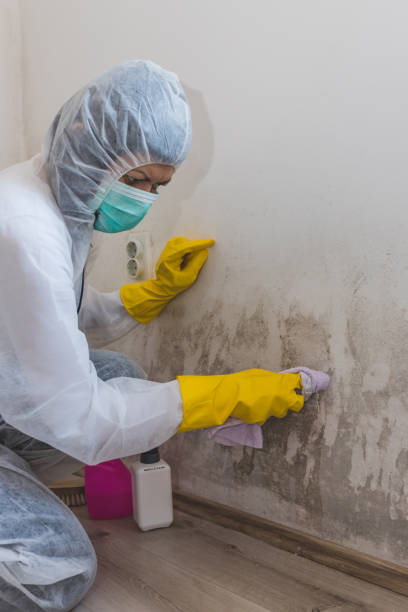 Best Mold Prevention Services  in Patterson, LA