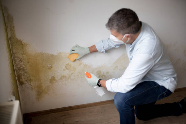 Mold Removal for HVAC Installations in Patterson, LA